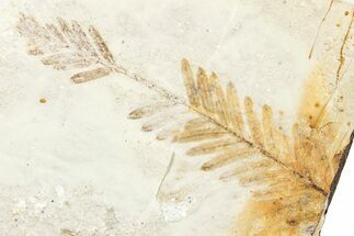 Fossil Plant (Metasequoia) Plate - McAbee, BC #248955