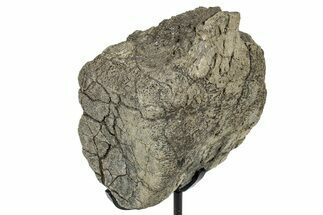Fossil Hadrosaur Caudal Vertebra w/ Metal Stand - Texas #250255