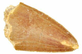 Serrated, Carcharodontosaurus Tooth Tip - Real Dinosaur Tooth #250598