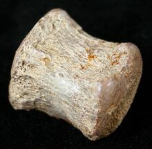 Hadrosaurid Caudal Vertebra (Tail Bone) #14815