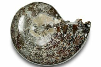 Polished Sutured Ammonite (Phylloceras?) Fossil - Madagascar #251488