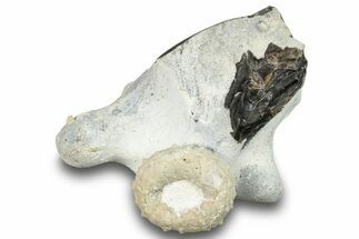Cretaceous Sea Urchin Fossil on Flint Chert - England #251742