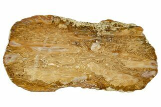 Cretaceous Petrified Tree Fern (Tempskya) Slab - North Carolina #252007