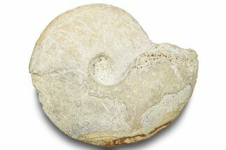 Ammonite Fossil - North Sea Region #252150