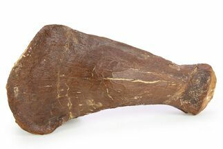 Fossil Plesiosaur Humerus Bone - Asfla, Morocco #252374