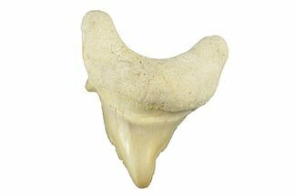 Pathological Otodus Shark Tooth - Morocco #252478