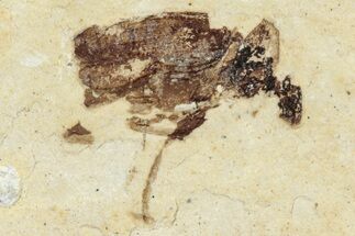 Fossil True Weevil (Curculionidae) Beetle - France #254549