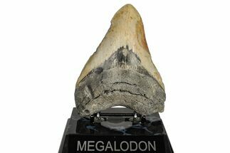 Fossil Megalodon Tooth - North Carolina #255392