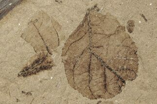 Leaf Fossil - McAbee, BC #255614