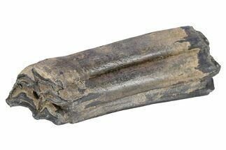 Pleistocene Aged Fossil Horse Tooth - South Carolina #251112