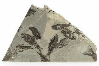 Unprepped Fossil Fish Mortality Plate - Wyoming #257162