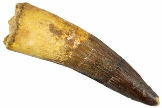 Huge Fossil Spinosaurus Tooth - Composite Tip #255498
