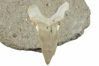 Otodus Shark Tooth Fossil in Rock - Morocco #257677