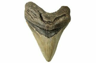Serrated, Fossil Megalodon Tooth - North Carolina #257989