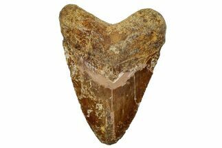 Serrated, Fossil Megalodon Tooth From Angola - Unusual Location #258605