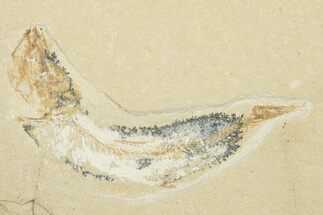 Cretaceous Fossil Fish (Armigatus?) - Lebanon #258868