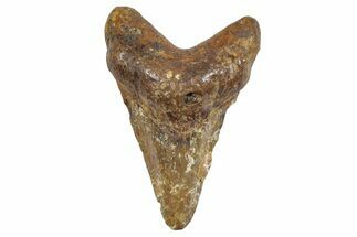 Fossil Megalodon Tooth From Angola - Unusual Location #259440