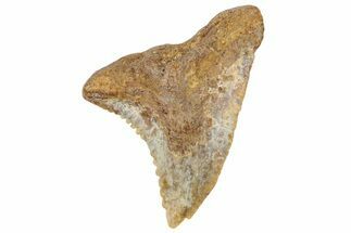 Fossil Shark Tooth (Hemipristis) - Angola #259457