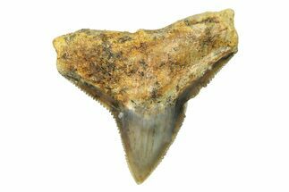 Fossil Bull Shark Tooth (Carcharhinus) - Unusual Location #259514