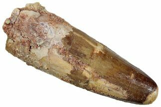 Fossil Spinosaurus Tooth - Feeding Wear! #259008