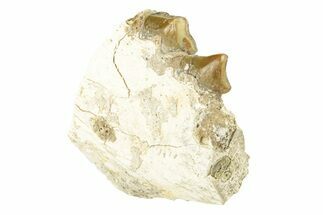 Oreodont (Merycoidodon) Jaw Section - South Dakota #260066