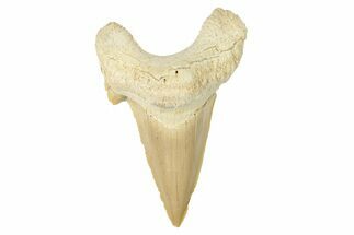 Fossil Shark Tooth (Otodus) - Large Specimen #259880