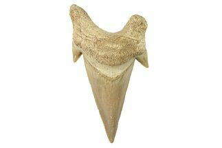 Fossil Shark Tooth (Otodus) - Large & High Quality #259884
