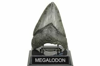 Fossil Megalodon Tooth - South Carolina River #261174