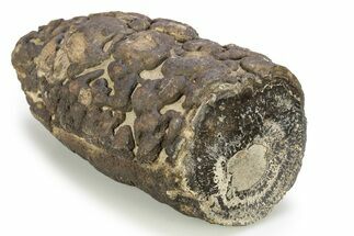 Stromatolite Covered Petrified Wood Limb - Wyoming #261958