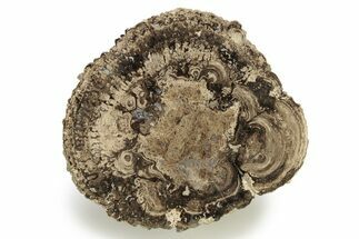 Polished Fossil Stromatolite Colony - Utah #261961