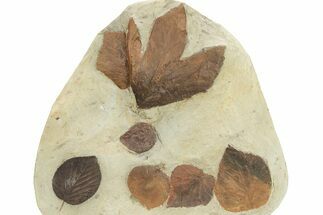 Wide Plate with Seven Fossil Leaves (Four Species) - Montana #262359