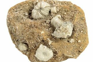 Mississippian Fossil Crinoid & Blastoid Plate - Missouri #262437