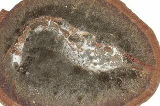 Fossil Shrimp (Peachocaris) Nodule Pos/Neg - Illinois #262557