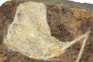 Fossil Ginkgo Leaf on Stem From North Dakota - Paleocene #262721