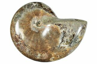 Polished Ammonite (Phylloceras?) Fossil - Madagascar #262116