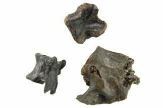 Three Permian Reptile Fossil Vertebrae - Oklahoma #261452