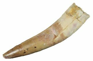 Real Fossil Spinosaurus Tooth - Gorgeous Enamel #264810