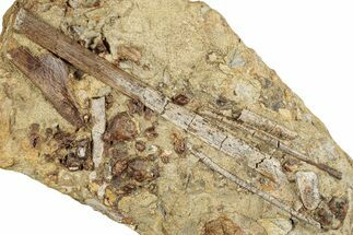 Dinosaur Tendons and Bone Fragments in Sandstone - Wyoming #264895