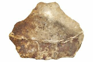Pleistocene Fossil Tortoise (Gopherus) Nuchal Scute - Florida #265356