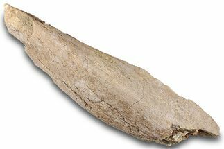 Fossil Dinosaur Bone - Wyoming #265596
