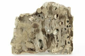Polished Petrified Teredo (Shipworm Bored) Wood Slab - Texas #265641
