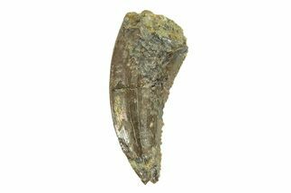 Serrated Raptor (Saurornitholestes) Tooth -Two Medicine Formation #265789