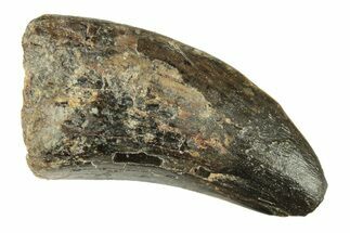 Fossil Tyrannosaur Tooth - Two Medicine Formation #265798