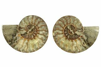 Cut & Polished, Agatized Ammonite Fossil - Madagascar #266532