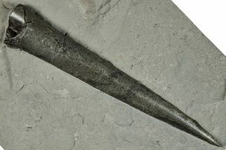 Fossil Belemnite (Acrocoelites) - Germany #266520