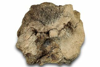 Fossil Ceratopsian Skull Section - Judith River Formation #266028