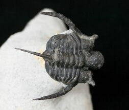 Cyphaspis (Otarion) Trilobite - Free Standing Spines #15570