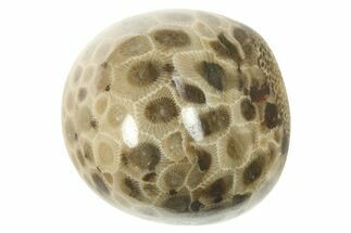 Polished Petoskey Stone (Fossil Coral) - Michigan #268049