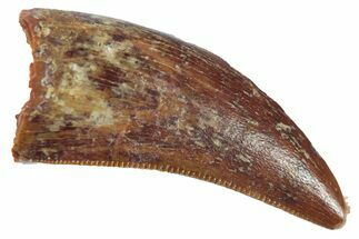 Serrated, Theropod (Deltadromeus?) Pre-Max Tooth - Morocco #268846