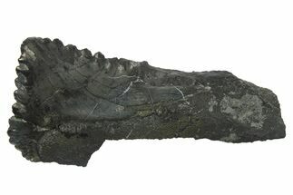 Bizarre Shark (Edestus) Jaw Section with Tooth - Carboniferous #269662